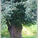 Sołectwo Bystrzyca, gm. Wleń